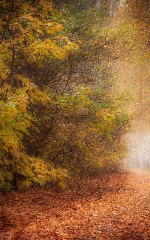 Morning fog by Vlad Durniev