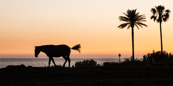 ZAHARA HORSE 1.