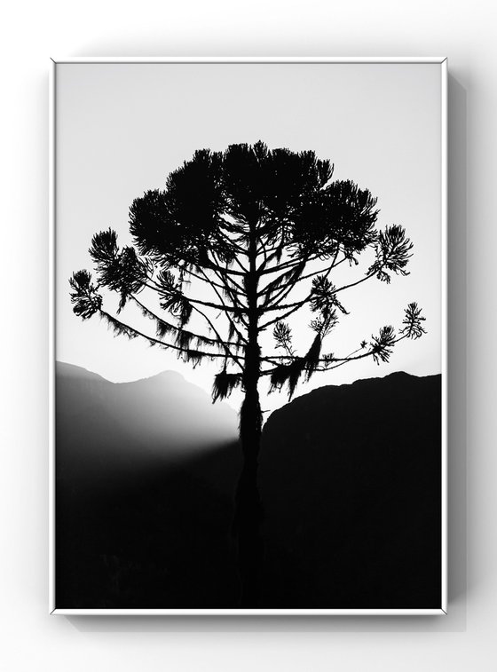 Araucaria