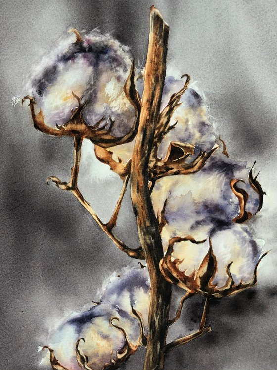 Cotton stem