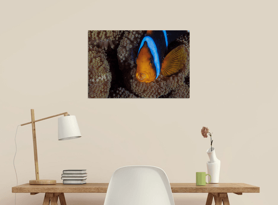 Don't Come Near! - Metal Print - Ready To Hang - Underwater Macro - Belize