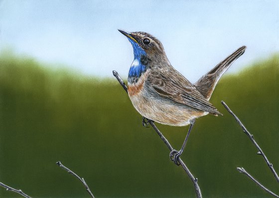 Original pastel drawing bird "Bluethroat"