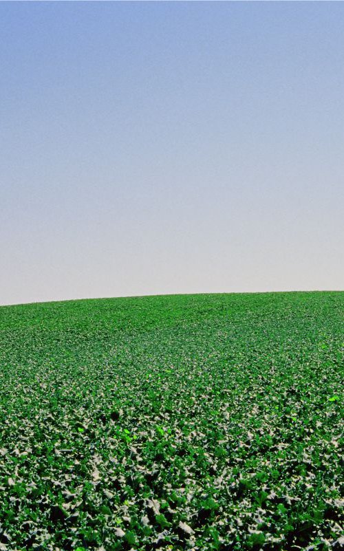 Cabbage Field by James Cooper Images