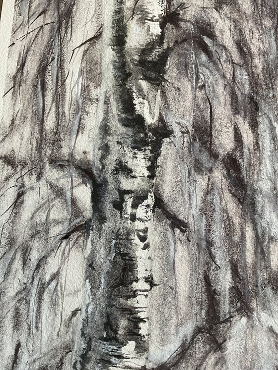 Silence of the Birch Branches