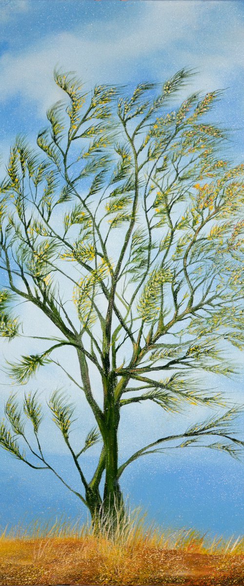 Palo Verde by Mark Hannah