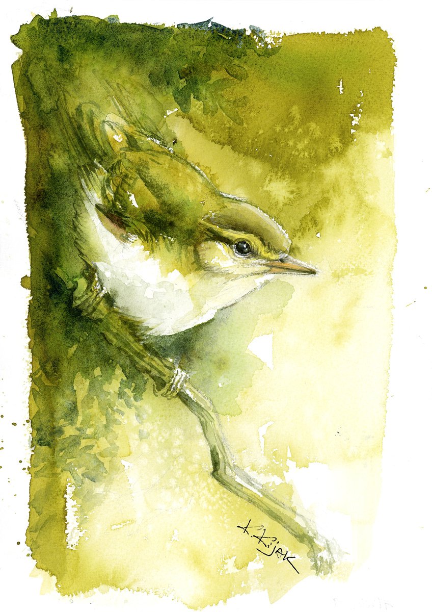Willow warbler, wildlife, birds watercolours by Karolina Kijak