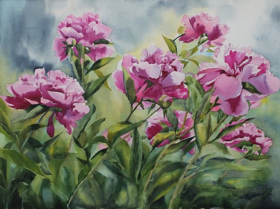 PINK PEONIES#5