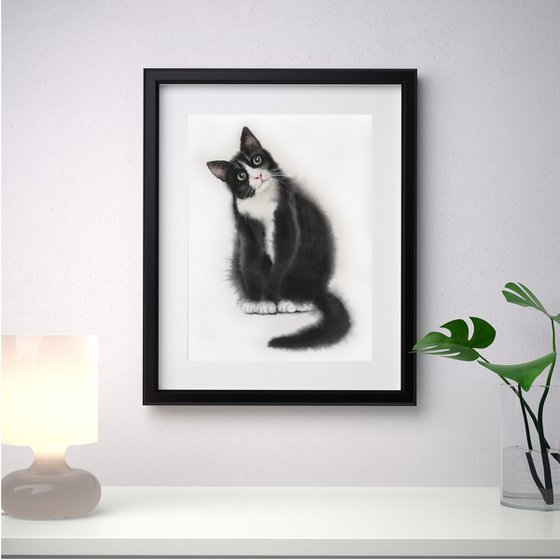 Curious Tuxedo Cat Black and White