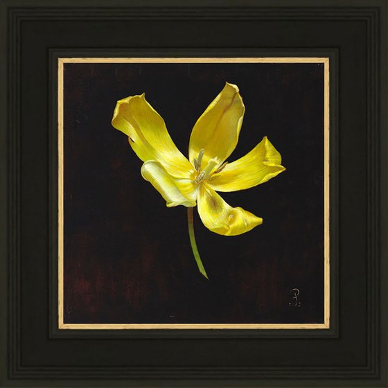 Yellow Tulip Portrait