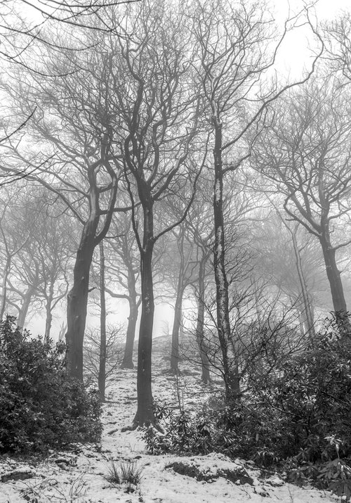 Winter Trees - Wildboarclough Peak District by Stephen Hodgetts Photography