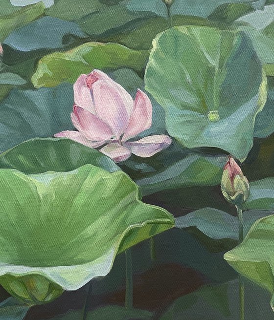 Lotuses landscape