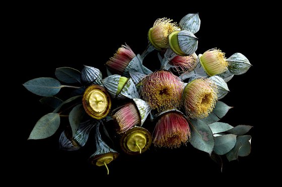 Nullarbor Rose Blossoms