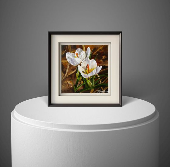 White Crocus Flowers