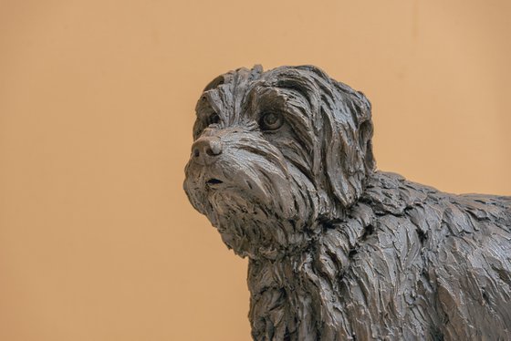 Norfolk Terrier Bronze Resin