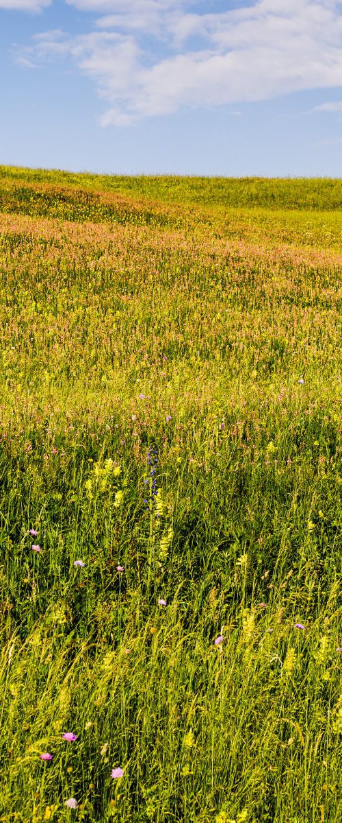Colourful Transylvanian Meadow by Tom Hanslien
