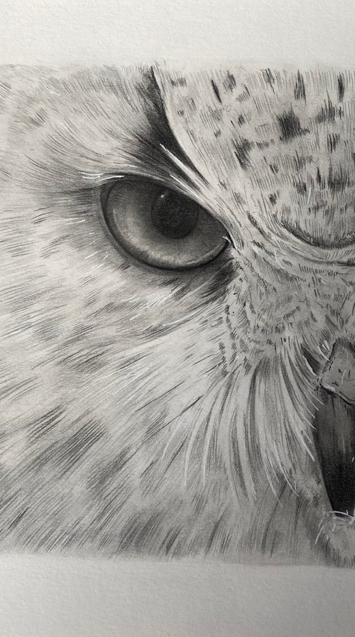 “Don’t mess with me” Owl drawing by Bethany Taylor