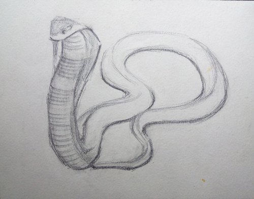 cobra by Sara Radosavljevic
