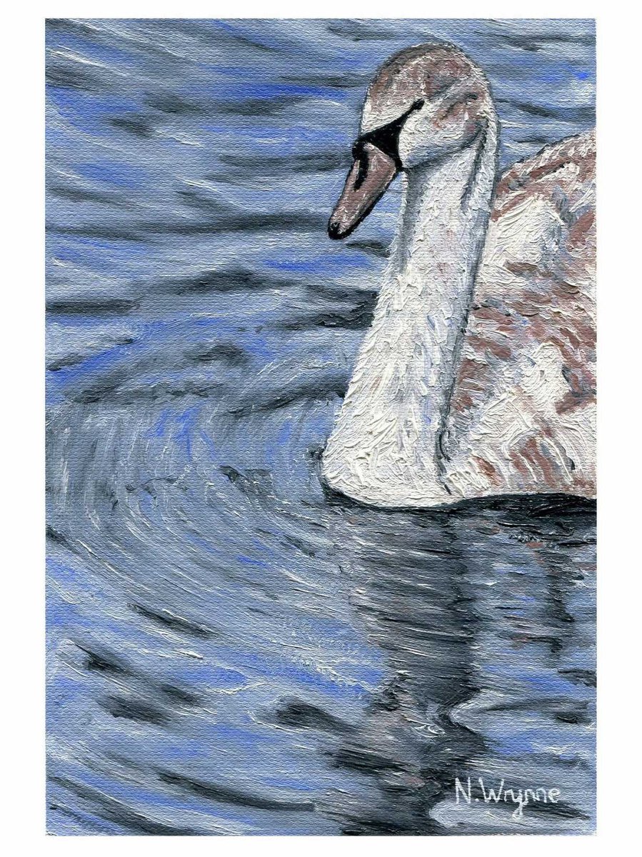 Swan Oil painting artwork - Cygnet Portrait by Neil Wrynne