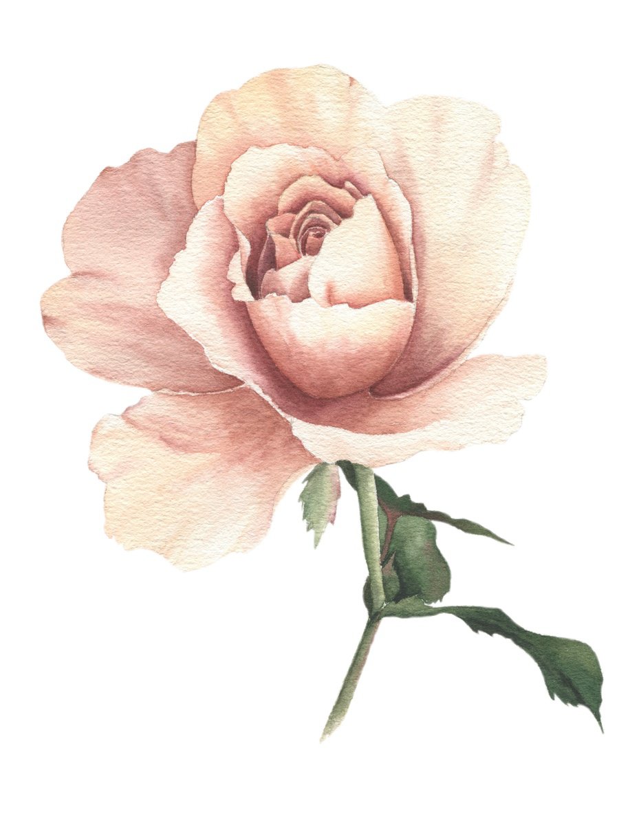 Peach Rose watercolor by Alona Hrinchuk