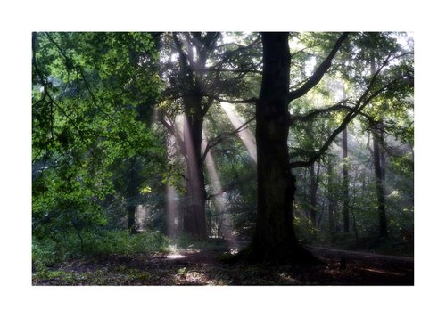 Fantasy Forest 06 by Richard Vloemans