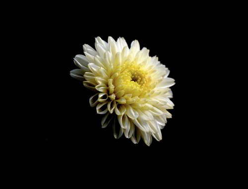White Chrysanthemum by Sumit Mehndiratta