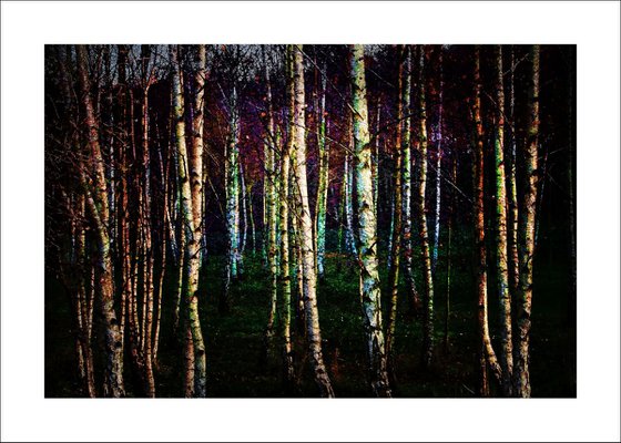 Silver Birch Trees