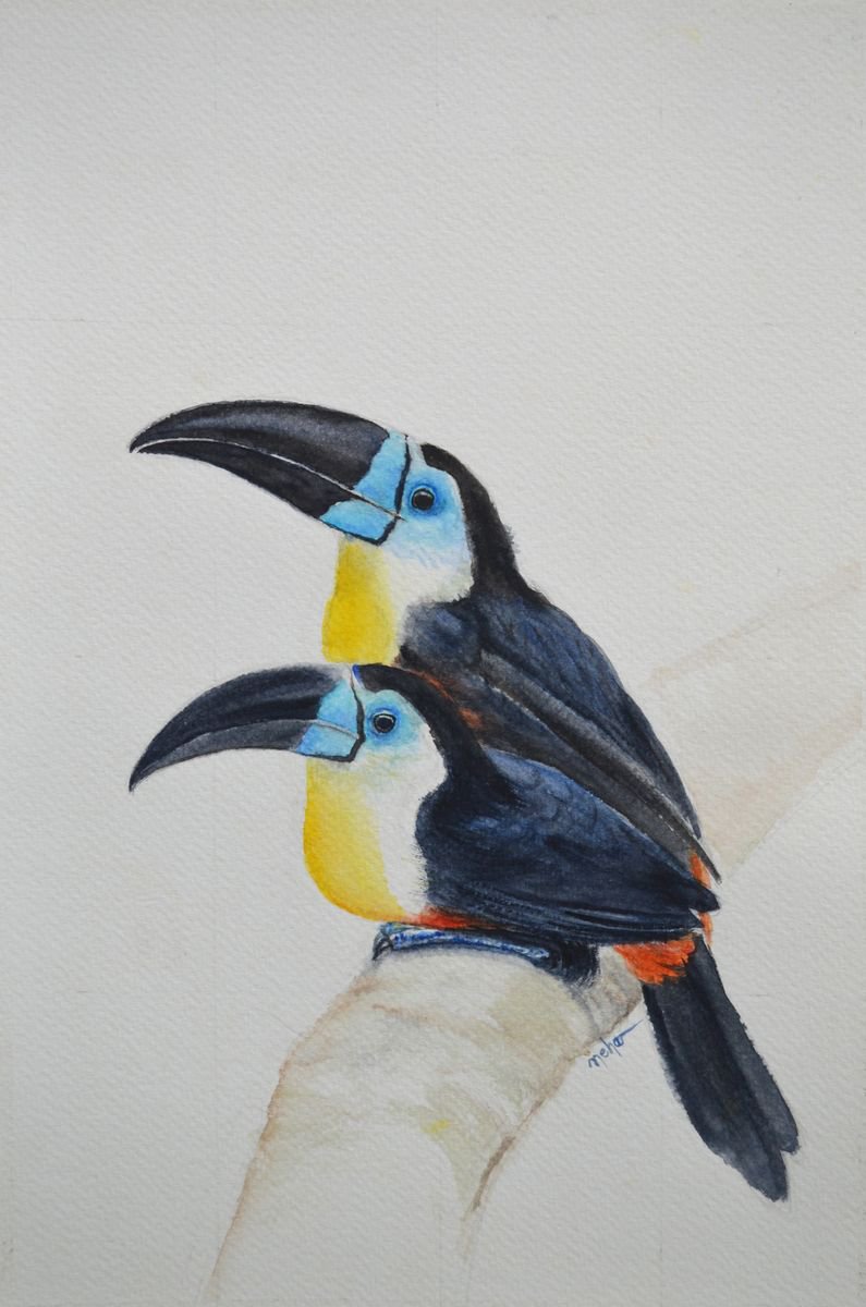 Neha Soni | Original Watercolour | A Pair Of Channel-Billed Toucan | 20 X 30Cm | Artwork For Sale On Artfinder