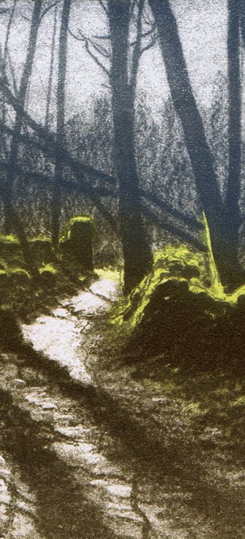 Woodland Shadow 3 by Aidan Flanagan Irish Landscapes