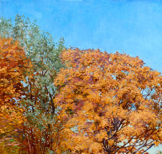 Golden maple