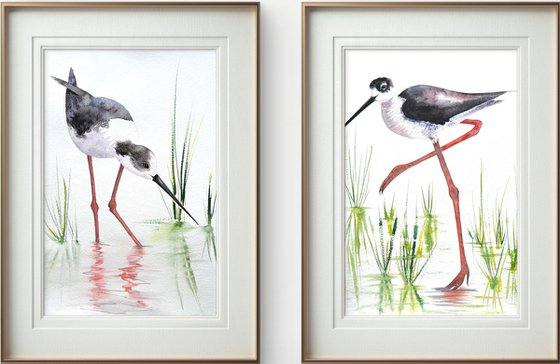 A pair of Black-necked stilt