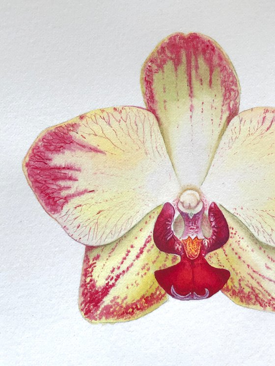 Orchid Phaleonopsis. A series of original watercolour artwork.