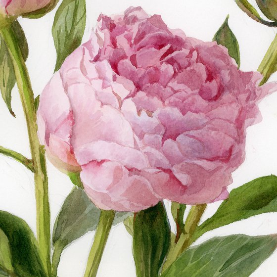 Peonies