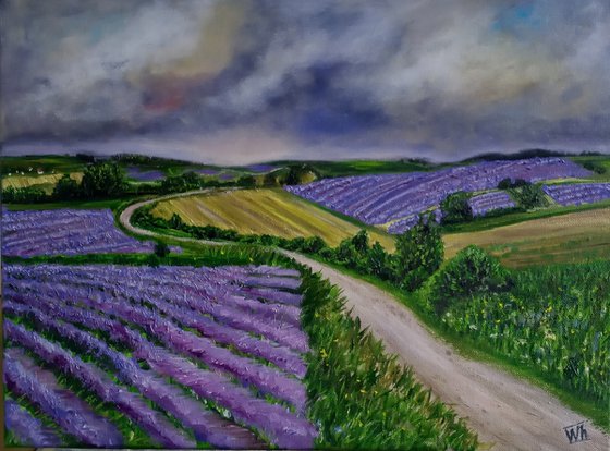 Lavender Fields