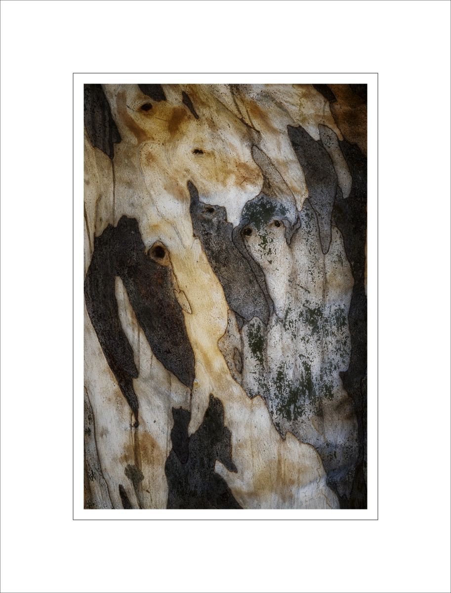 Bark Study 40 by Alan Ranger
