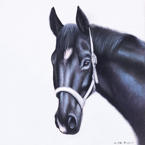 Horse Portrait 22