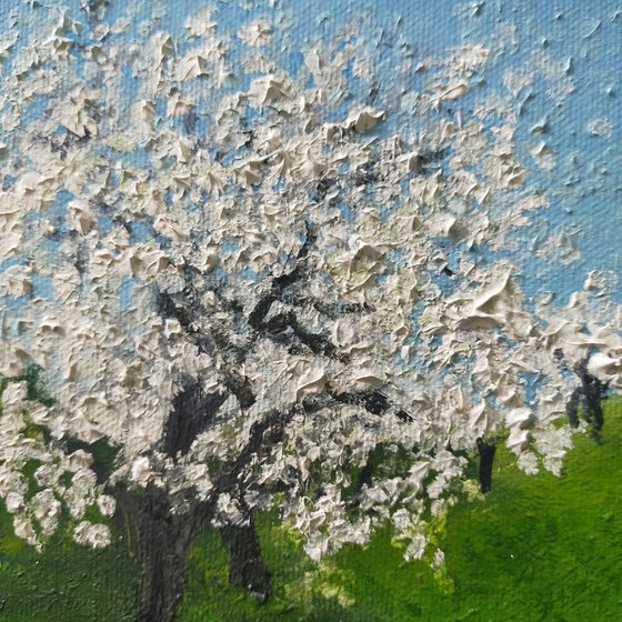 Almond trees in Blossom