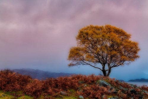 Tree of Scotland by David DesRochers