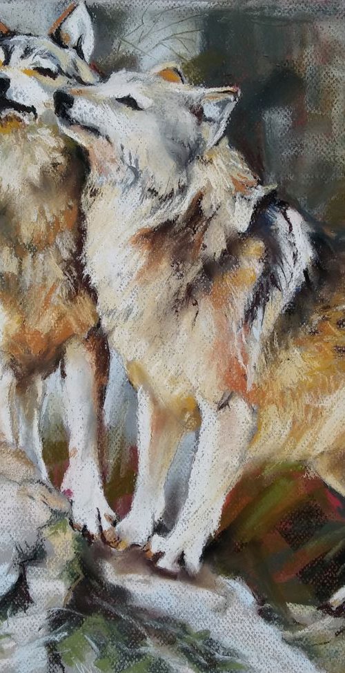 Wolves by Magdalena Palega