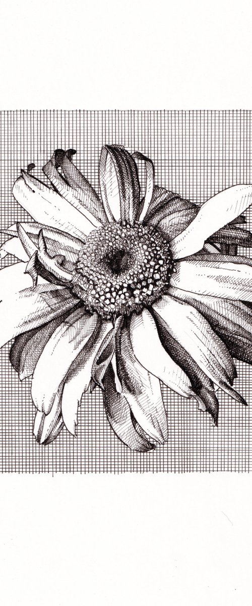 Giant Daisy by Louis Savage