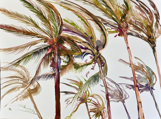 Wind. Coconut Palm Trees
