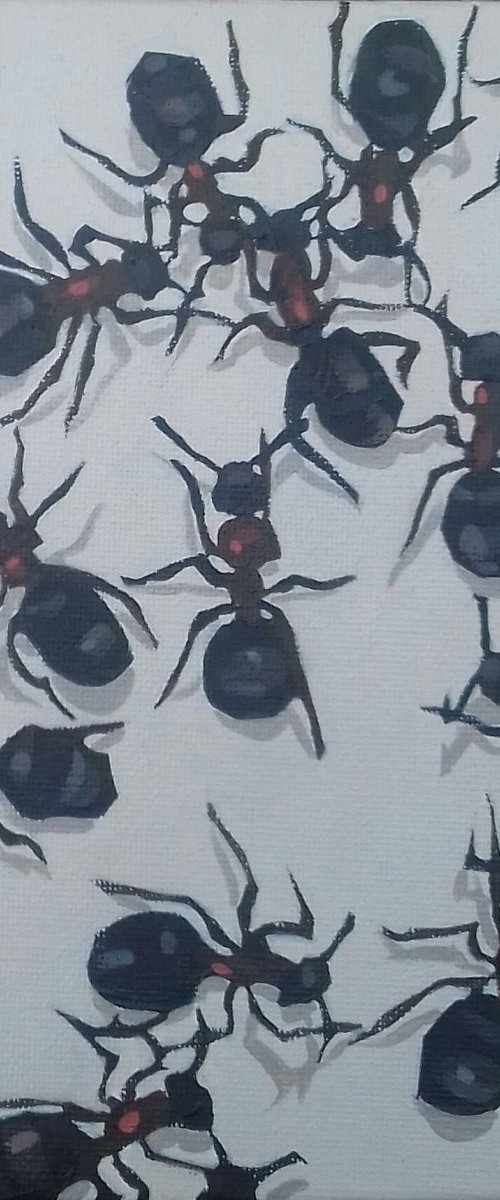 Wood Ants by Matthew Stutely