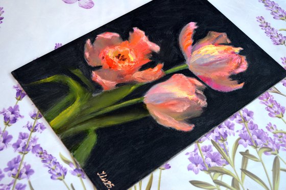 Coral tulips 2