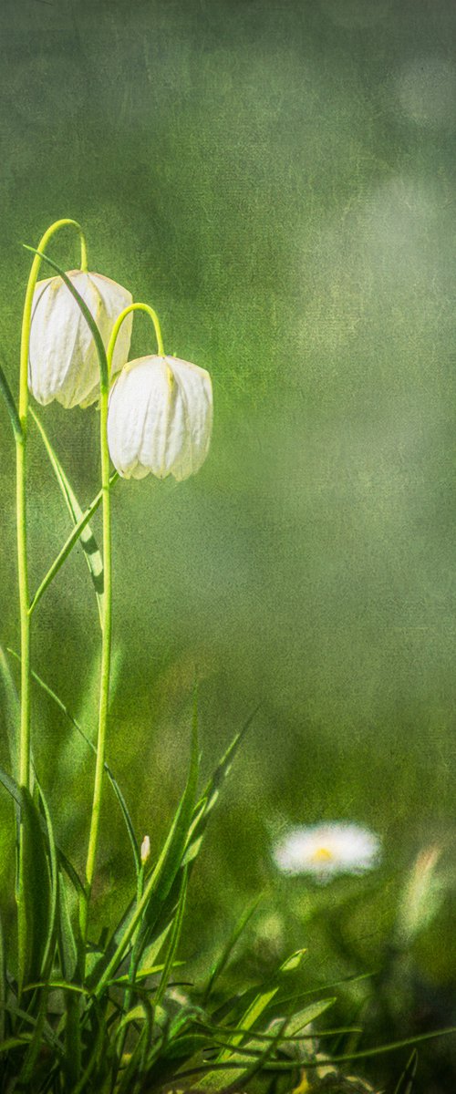 Fritillaries by Paul Nash