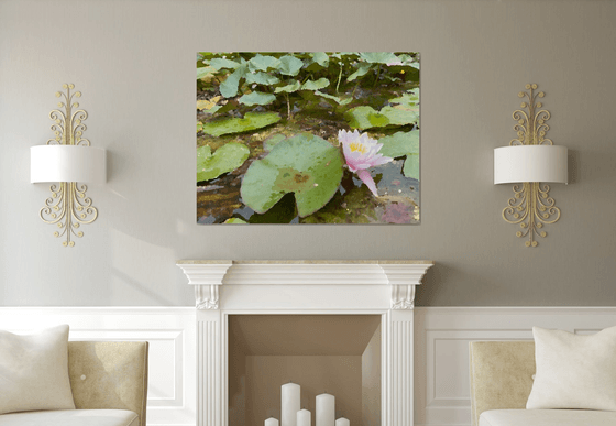 Water lily IV