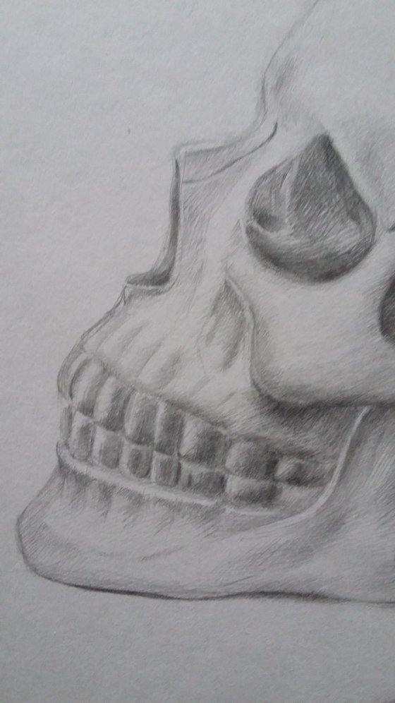 Skull. Original pencil drawing.