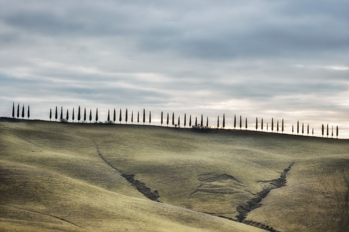 Fifty cypress trees by Karim Carella