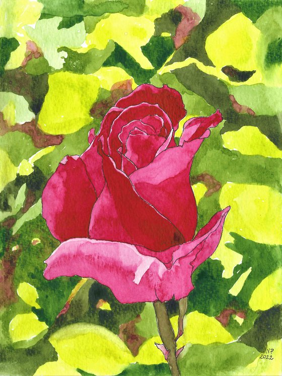 RED ROSE III