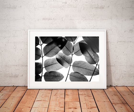 Experiments with Leaves II | Limited Edition Fine Art Print 1 of 10 | 90 x 60 cm