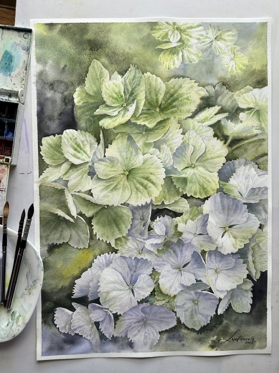 Green hydrangeas