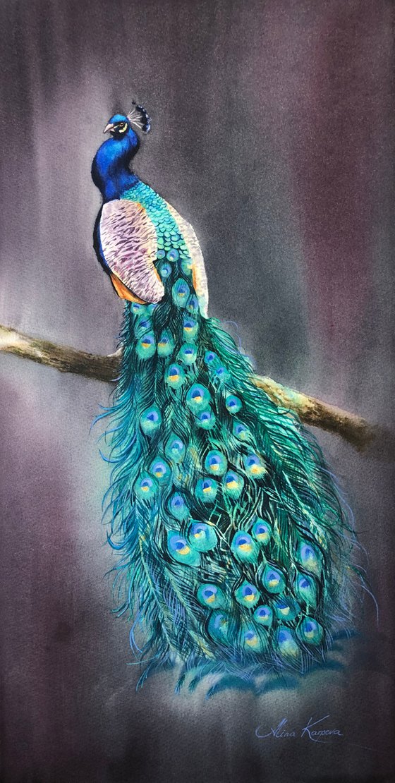 Peacock on branch